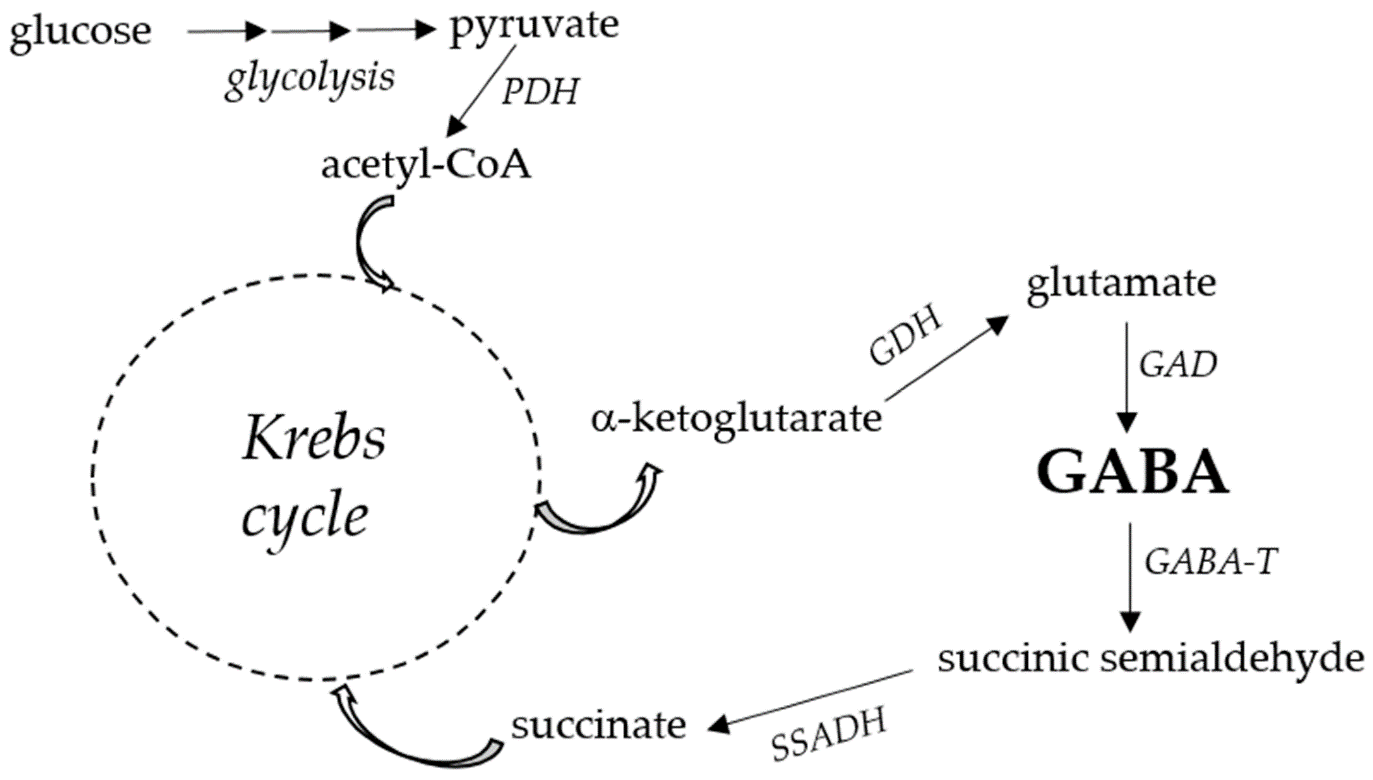 Metabolic Pathway of GABA Production from the TCA Cycle