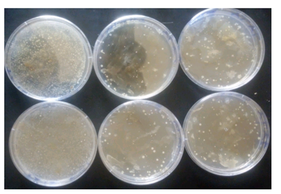 Varying Cultural Appearances of Endophytic Bacterial Isolated from Olive Tree