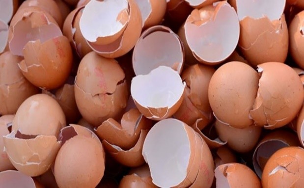 Eggshells
