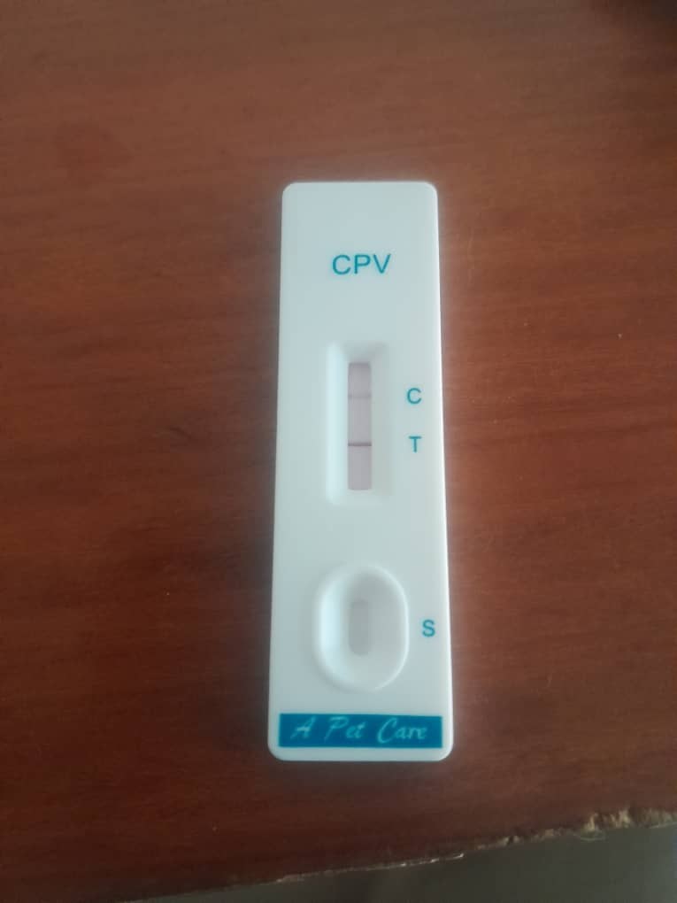 Positive Result of the Canine Parvovirus Rapid Antigen Test (Pet Care®, USA), Indicating the Presence of CPV Antigen in the Fecal Sample