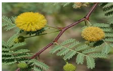 Picture of Acacia Senegal Leaf