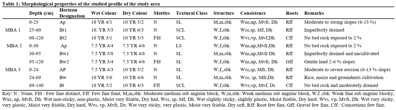 Morphological properties of the studied profile of the study area