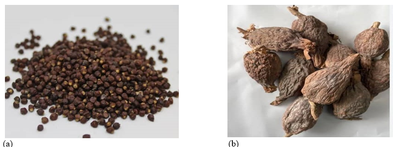 Aframomum melegueta Seeds (a) and whole Fruit (b)