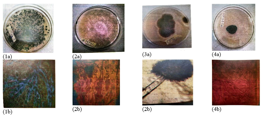 Macroscopic and Microscopic characteristics of Penicillium chrysogenum(1a ,b), Fusarium solani (2a,b), Aspergillus niger (3a, b) and Cladosporium cladosporiodes