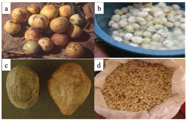 (a) Collected Ripe Marula Fruits, (b) Marula Fruit Exposed, (c) Dry Exposed Marula Fruit, and (d) Marula Fruit kernel