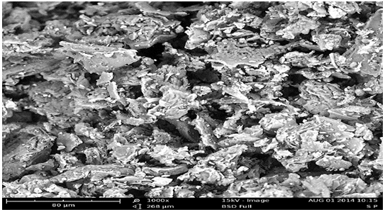 Scanning Electron Micrograph of Rinorea dentata Leaf Powder (RDLP)