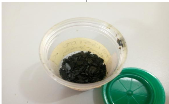 Moringa oleifera Extract