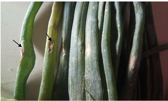Purple Blotch Symptoms on Onion Leaves (Arrow Indicates Lesion)