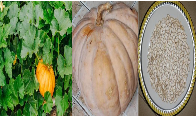 Pumpkin Leaf, Fruit and Seed