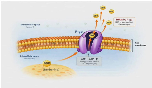P-glycoprotein (P-gp)-Mediated Efflux of Berberine (BBR) from Enterocytes, Illustrating ATP-Dependent Transport and Reduced Intracellular Concentration
