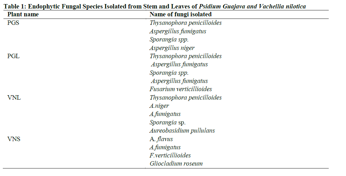 Endophytic Fungal Species Isolated from Stem and Leaves of Psidium Guajava and Vachellia nilotica
