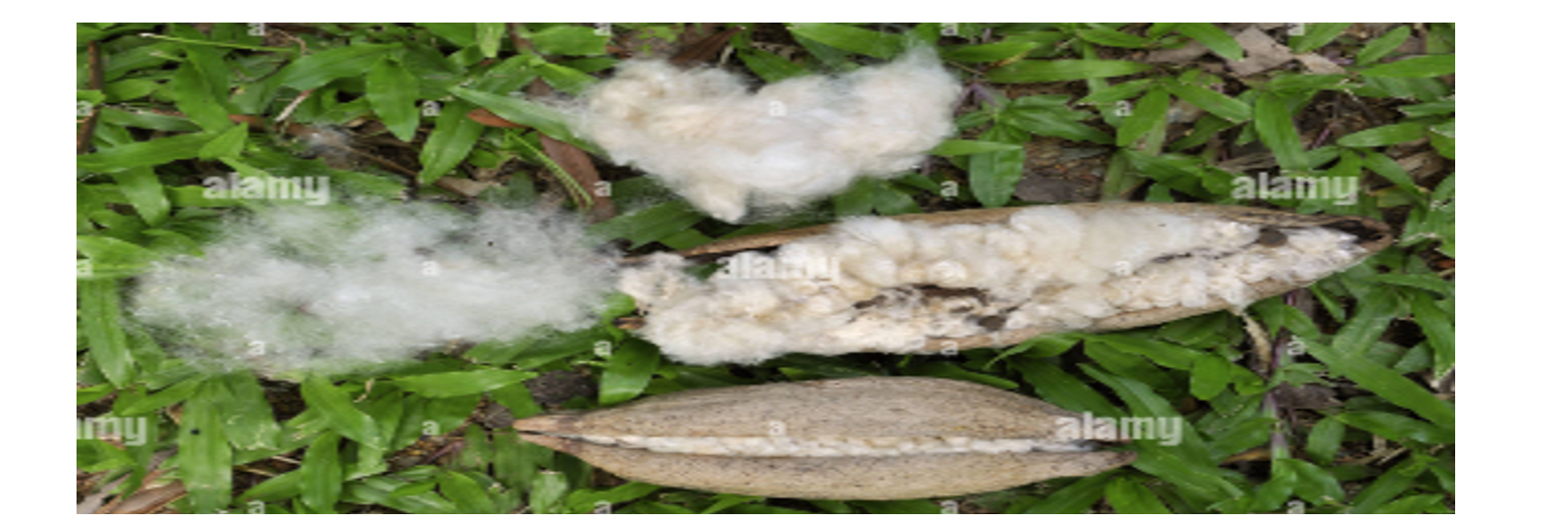 Seed Pod and fruity of Kapok Silk cotton tree