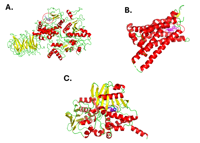 Ribbon Representation (α-helices: red, β-sheets: Yellow, Loops: green) of the Superimposed Ligands in the Binding powhacket of (A.) Leucine-rich Repeat kinase 2  (B.)  Adenosine A2A Receptor and (C.) Monoamine Oxidase B, with Ligands Displayed in Stick Style (Circled)