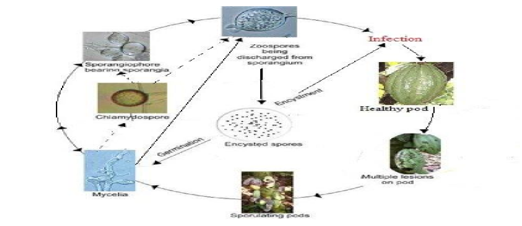 Life cycle of Phytophthora megakarya