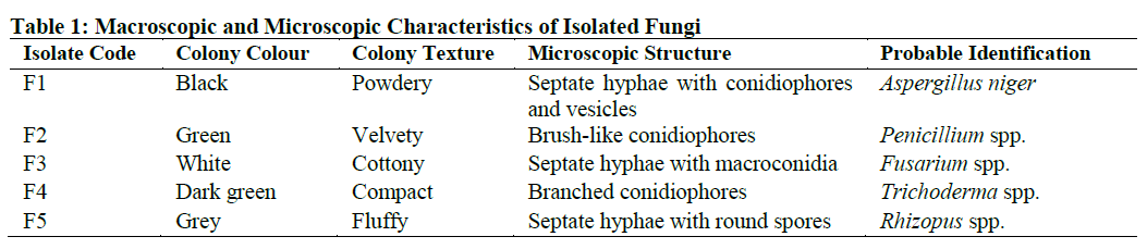 Macroscopic and Microscopic Characteristics of Isolated Fungi