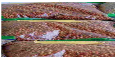 Red Guinea Corn Sample