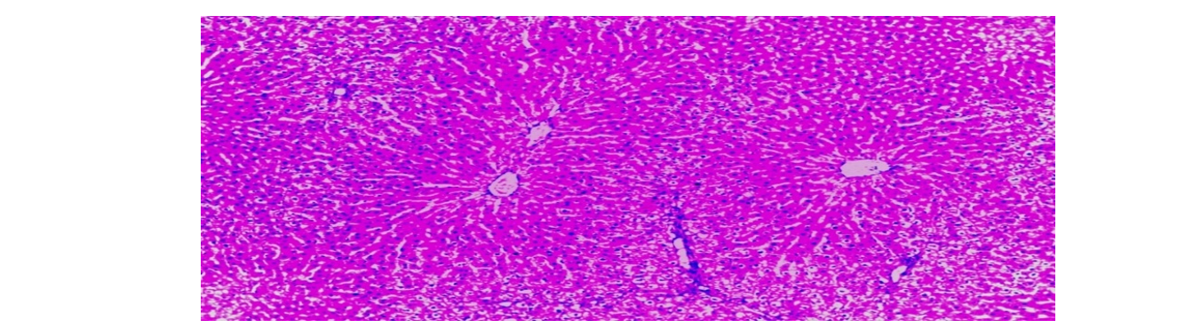 Histophatological Image of Group 1