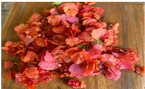 Freshly Collected Bougainvillea glabra Bracts