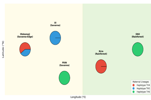 Spatial Distribution of P. santalinoides Maternal Lineages Across Nigeria’s Ecological Transition
