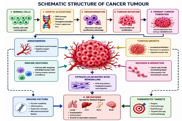 Schematic Structure of Cancer Tumor