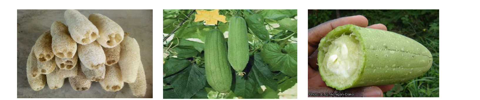 Sponge Gourd in Many States