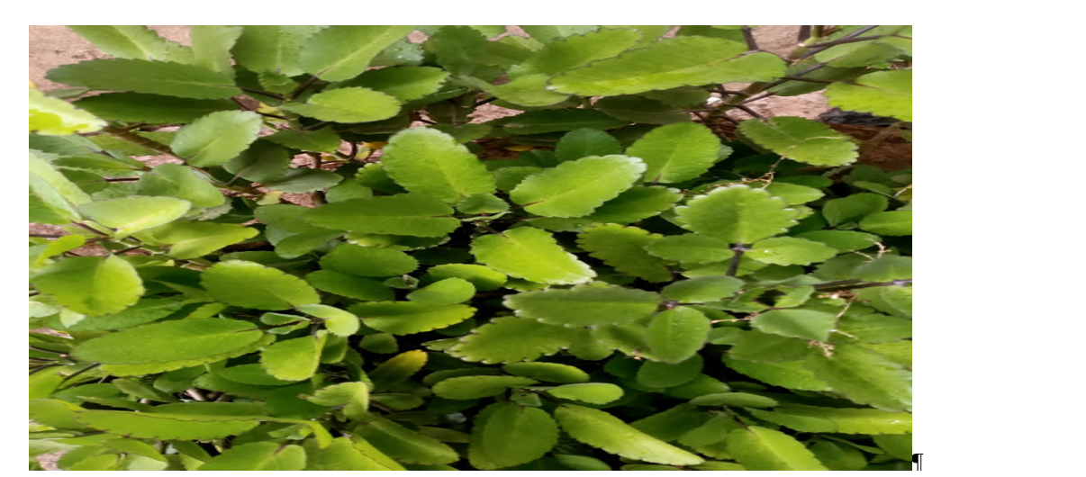 Bryophyllum pinnatum Plant
