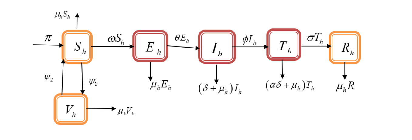 Measles Model Flow Diagram