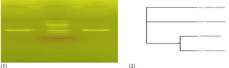 Agarose gel Electrophoresis showing the Amplified ITS Fragment. Lane 1 and 2 Represent the ITS Bands at 500bp while Lane L Represent the 100bp DNA Ladder and Phylogenetic tree showing the Evolutionary Distance between the Fungal Isolates