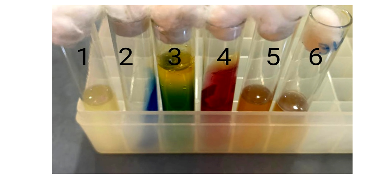 Biochemical test results showing 1= Indole negative, 2= Citrate positive, 3= Oxidizer, 4= Alkaline/no change, 5= Methyl red negative, and 6= Voges-Proskauer negative