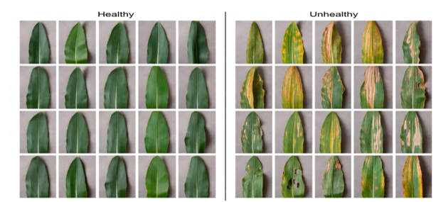 Representative Phenotypic Samples of Healthy Maize Foliage and Symptomatic (Unhealthy) Leaves