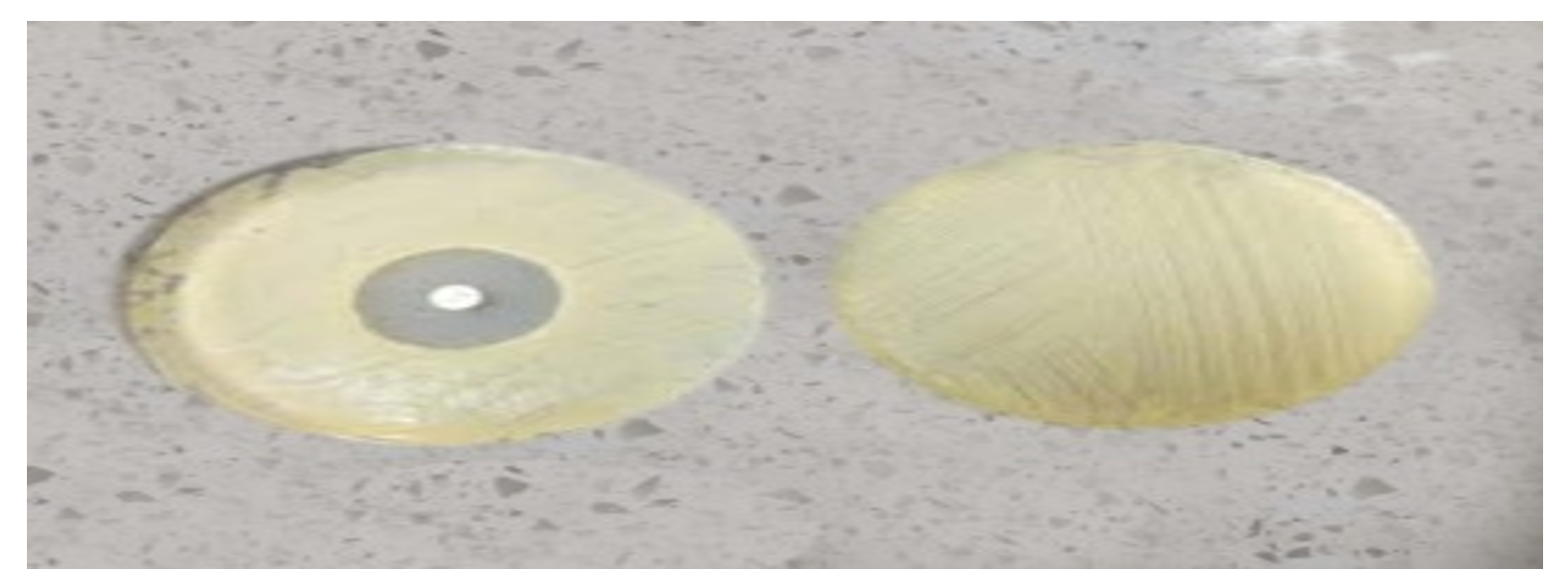 Representative agar well diffusion assay showing anti-Listeria activity