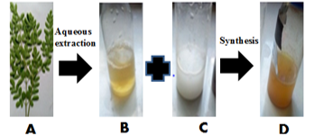 Schematic presentation of green synthesis of MgO nanoparticles