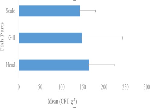 Total Viable Bacterial Count in Different Body Parts of Nile Perch from Kanye Dam, Nigeria