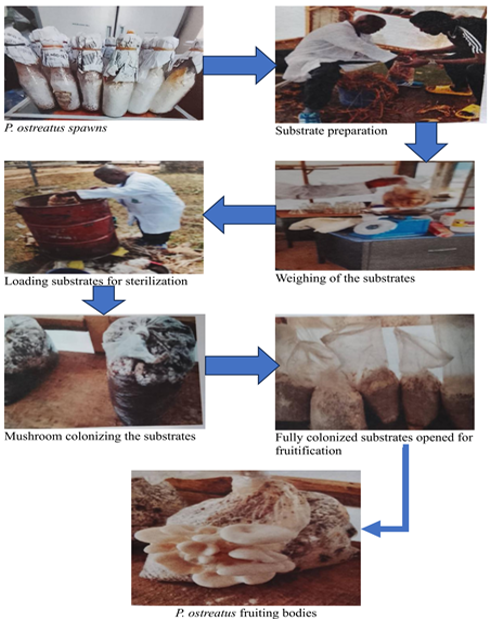 Stages in the Cultivation of Pleurotus ostreatus on the Substrates