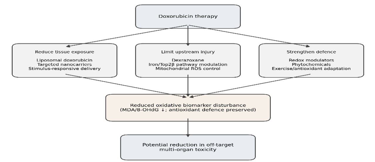 Protective intervention points in doxorubicin-induced oxidative injury, including reduced tissue exposure, modulation of ROS-generating pathways and enhancement of antioxidant defences