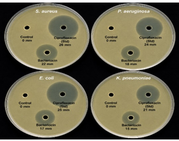 Example Agar Well Diffusion Assay Proving the Antibacterial Effectiveness of the Bacteriocin Produced by L. acidophilus Towards the Pathogenic Bacteria