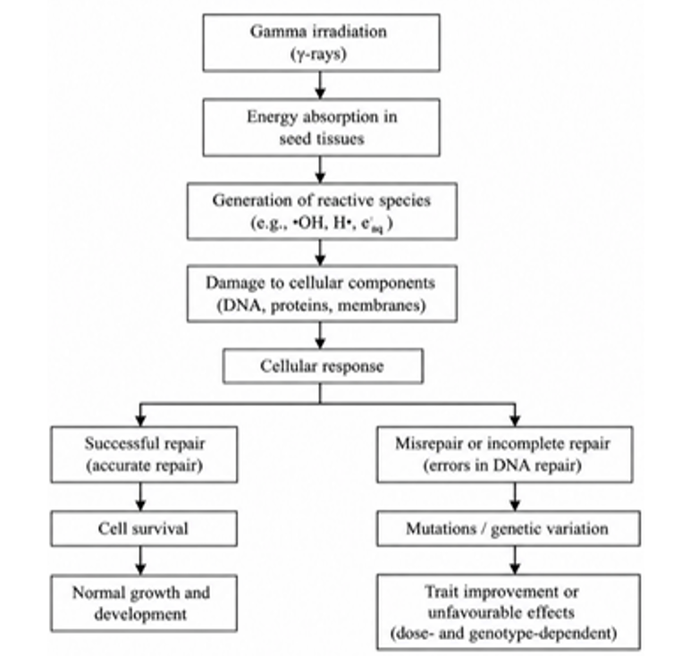 Mechanism of gamma irradiation and its biological effect