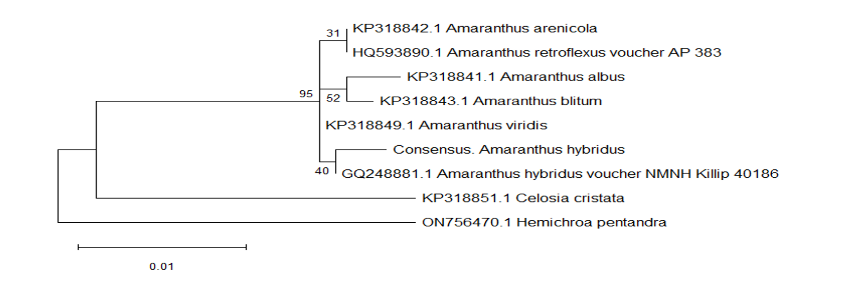 Maximum Likelihood phylogenetic tree of Amaranthus hybridus based on the rpoC1 chloroplast gene sequence