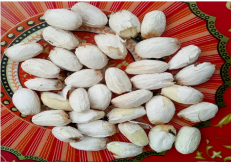 Fresh Ozoro Jatropha Seed