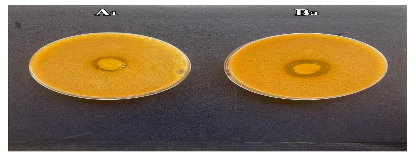 Proteolytic activity of A₁ and B₃ on skim milk agar. A₁ (left) showed the smaller halo zone, while B₃ (right) showed the larger halo zone