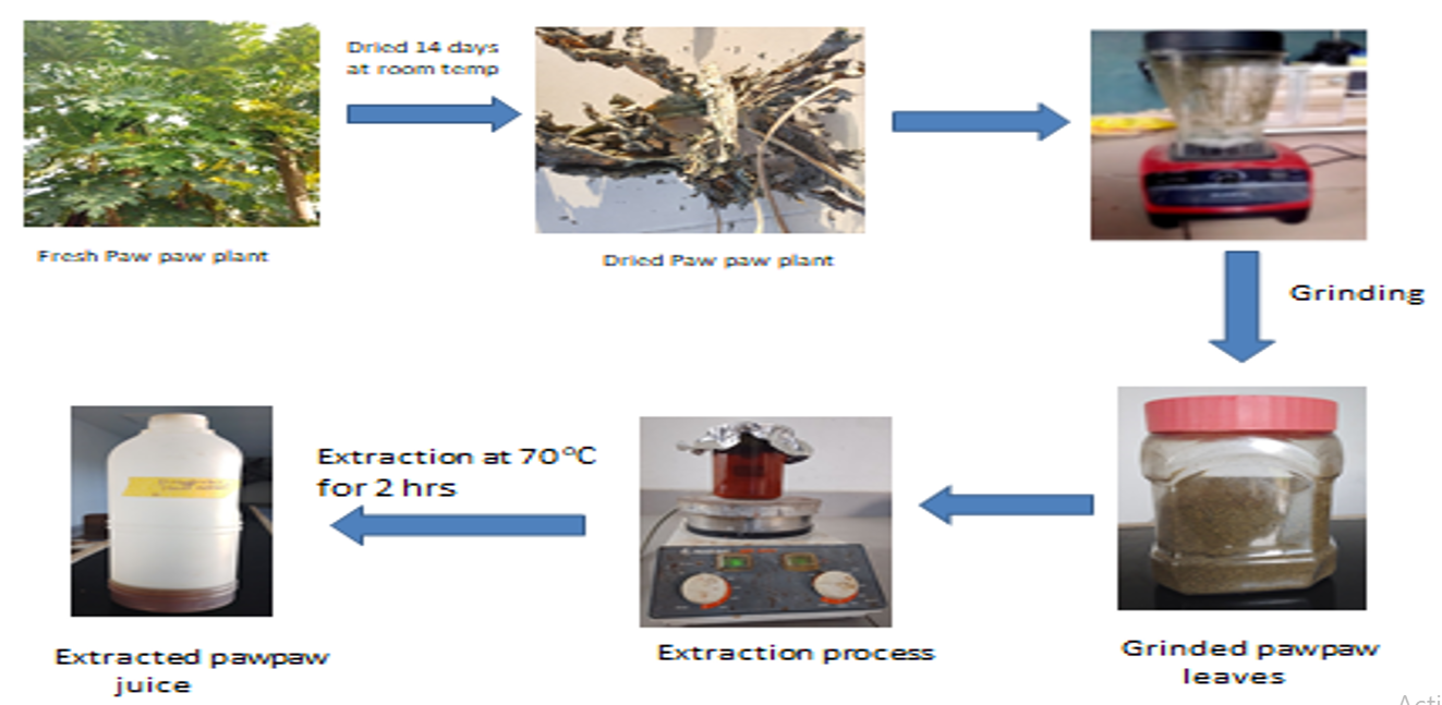 Flow diagram for the extraction of pawpaw plant leaves