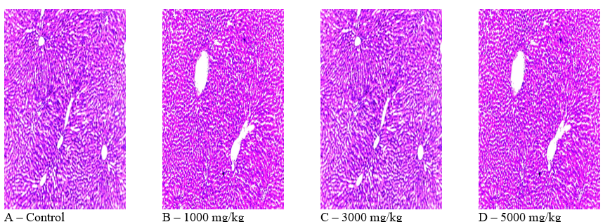 Histopathological Sections of Liver Tissue from Wistar Rats Treated with the alkaloid-Rich Fraction from the Stem Bark of Nauclea diderrichii (H&E Stain; ×100 Magnification)