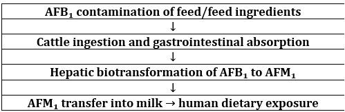 Conceptual Pathway Linking AFB₁-Contaminated Feed with AFM₁ in Milk and Human Exposure