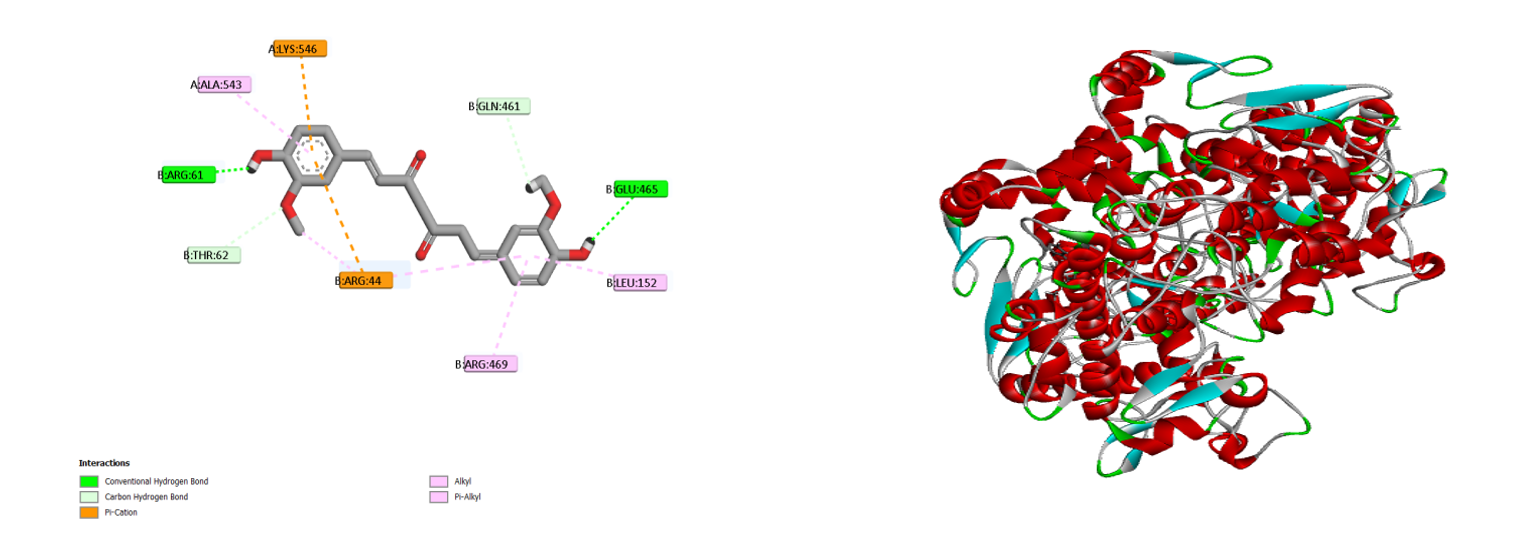 2D (left) and 3D (right) interactions of curcumin within the active site of COX-2 (PDB ID: 5F19), showing conventional hydrogen bonds (ARG-61, GLU-465, THR-62, GLN-461), electrostatic (pi-cation) interactions (LYS-546, ARG-44), and hydrophobic (alkyl/pi-alkyl) contacts (ALA-543, ARG-469, LEU-152)
